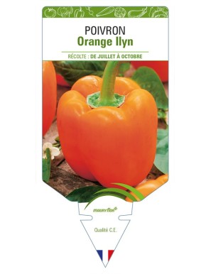 Poivron Orange Llyn