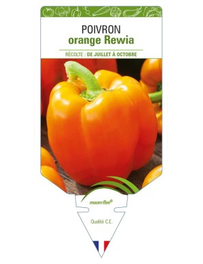 Poivron orange Rewia