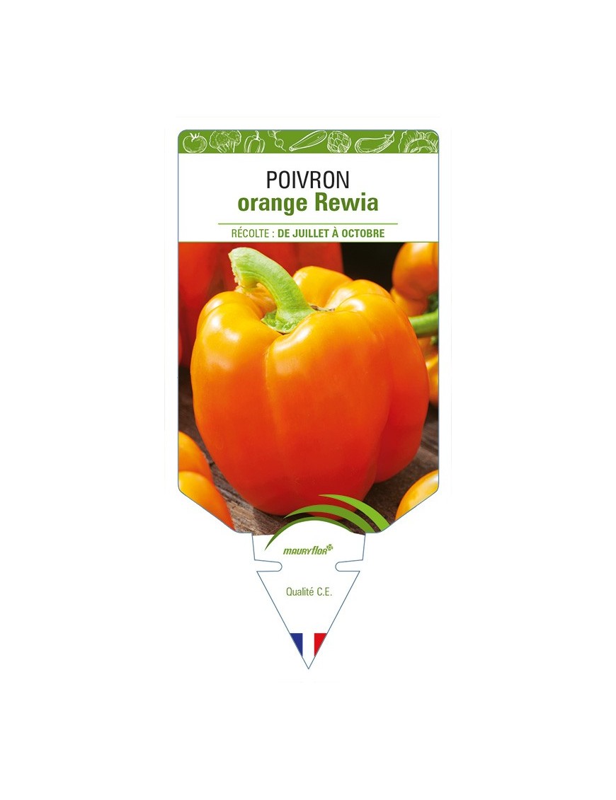 Poivron orange Rewia