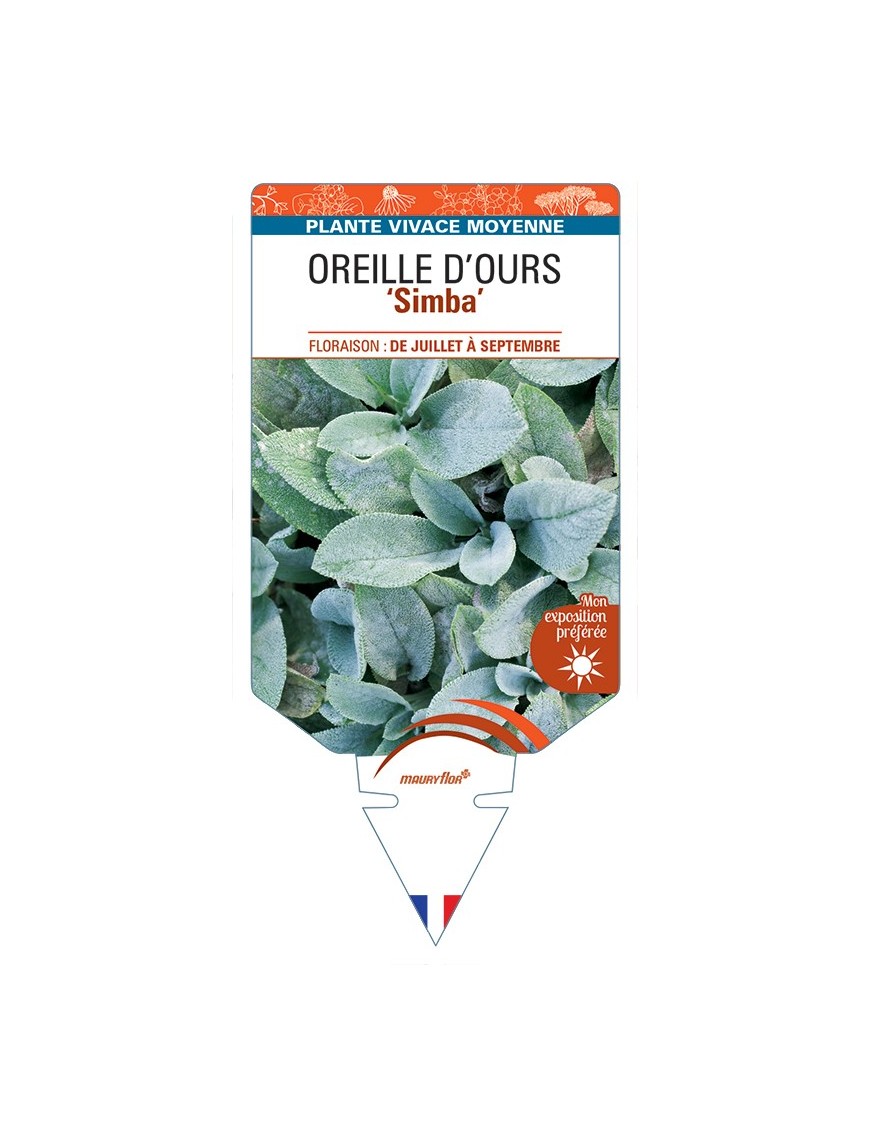STACHYS byzantina Simba voir Oreille d'Ours