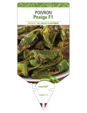 Poivron Poxigo F1