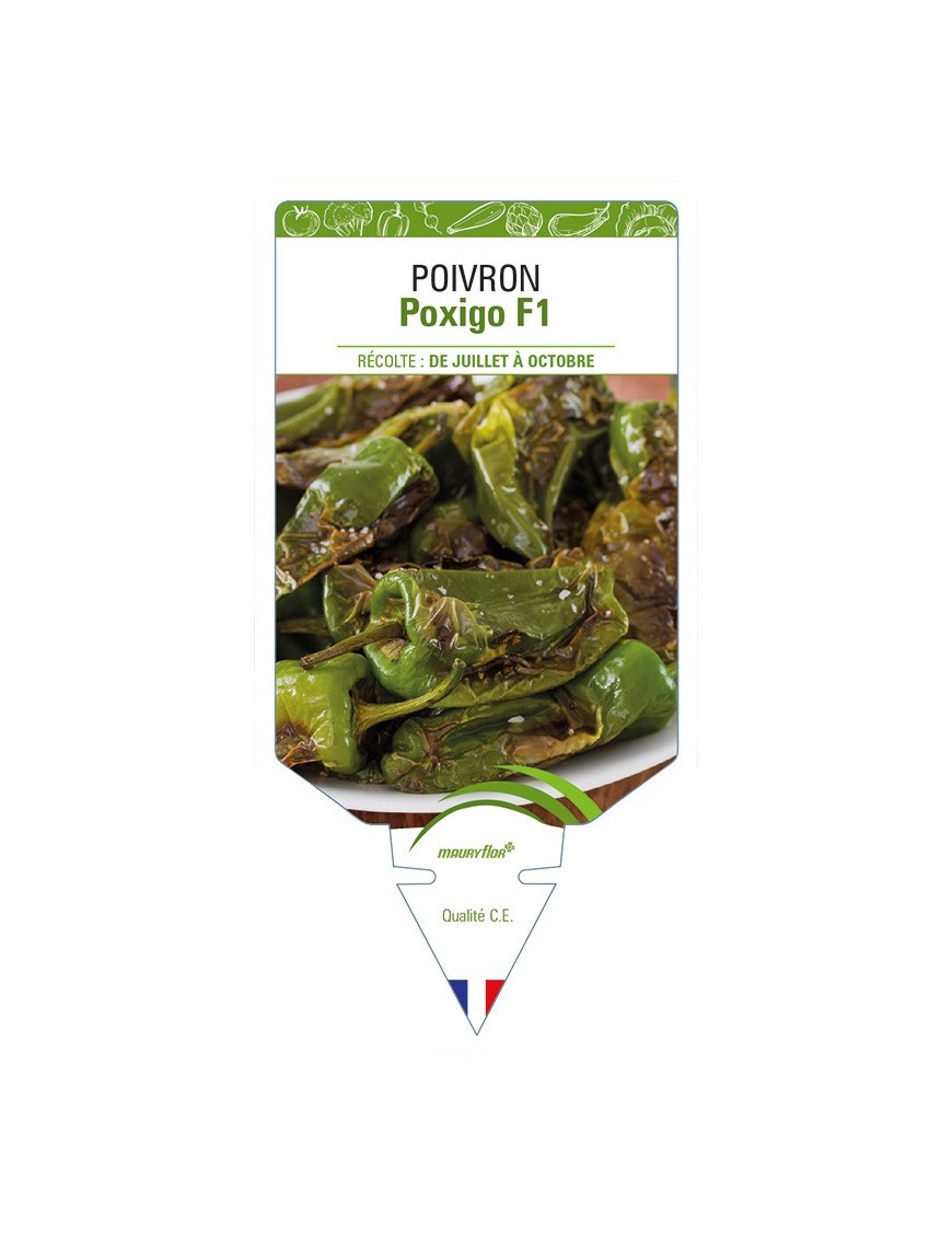 Poivron Poxigo F1