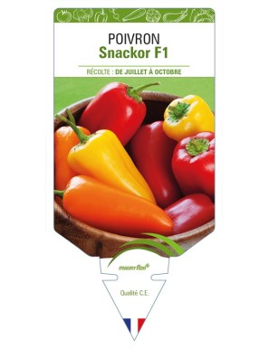 Poivron Snackor F1