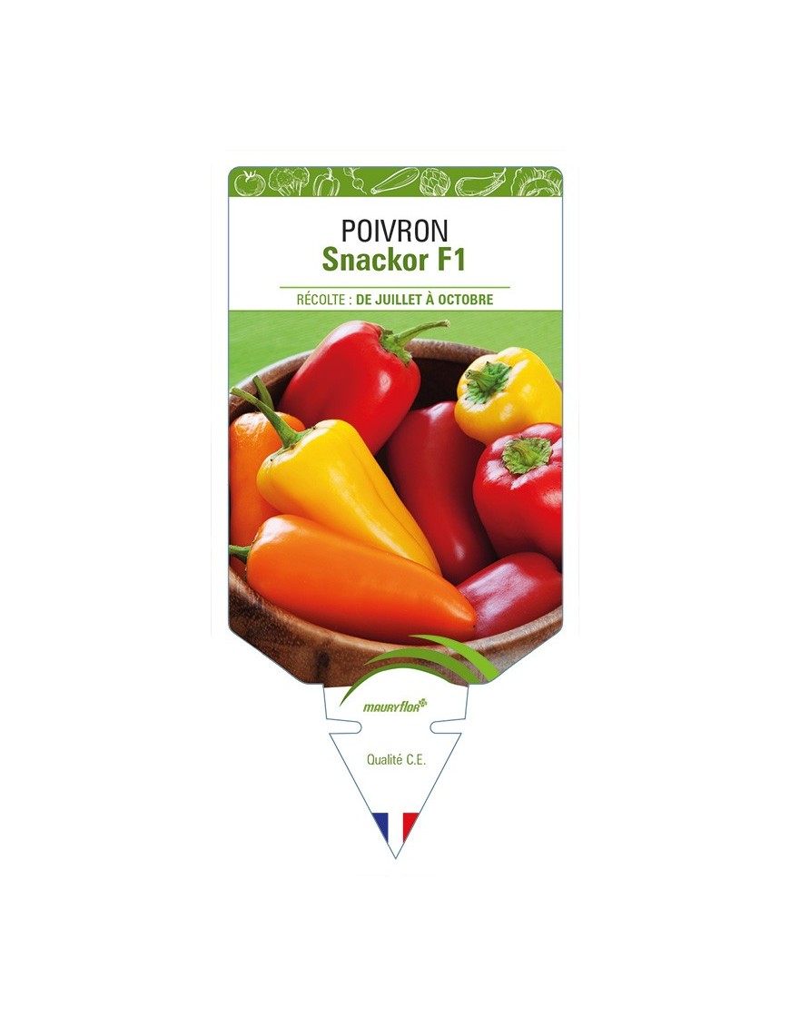 Poivron Snackor F1