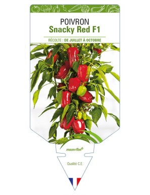 Poivron Snacky Red F1