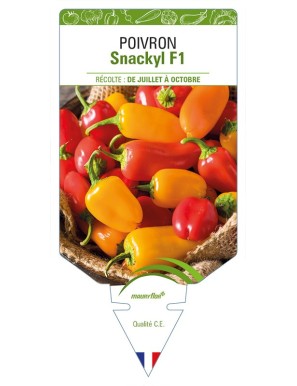 Poivron Snackyl F1