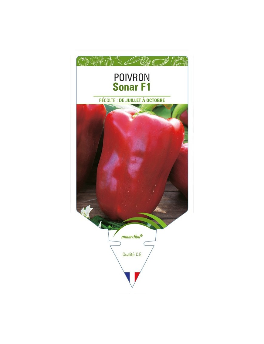 Poivron Sonar F1