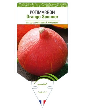 Potimarron Orange Summer
