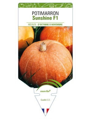 Potimarron Sunshine F1