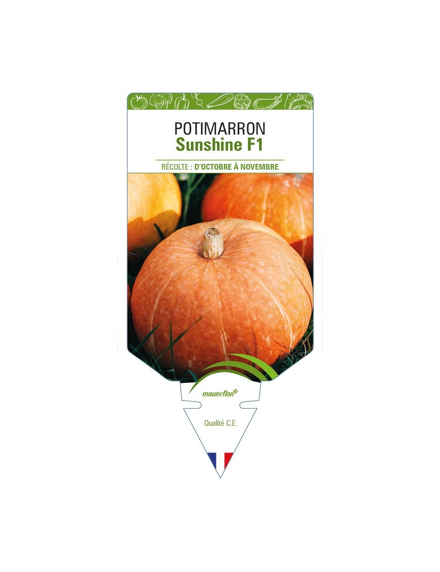 Potimarron Sunshine F1
