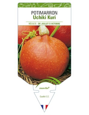 Potimarron Uchiki Kuri