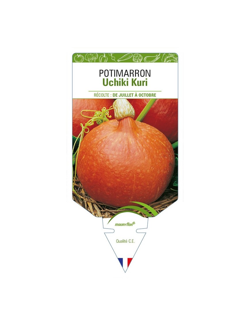 Potimarron Uchiki Kuri