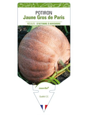 Potiron Jaune Gros de Paris