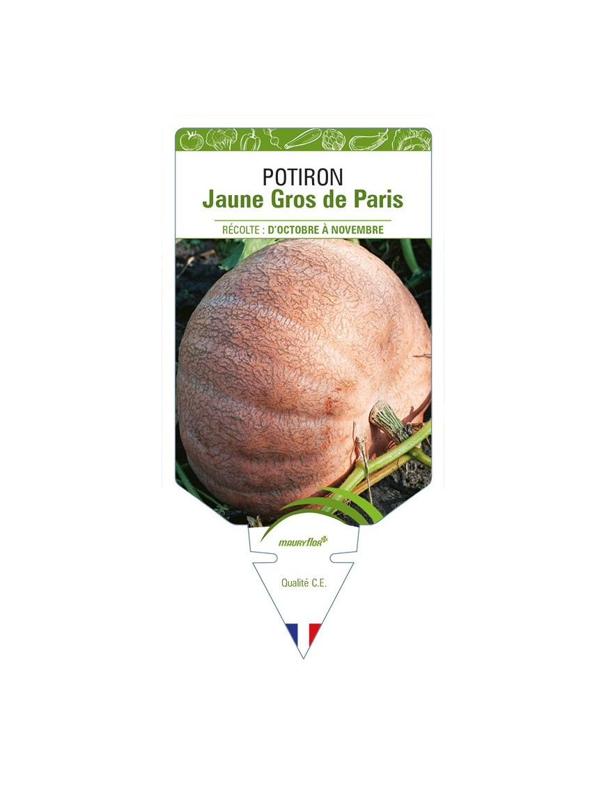 Potiron Jaune Gros de Paris