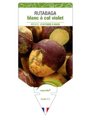 Rutabaga blanc à col violet