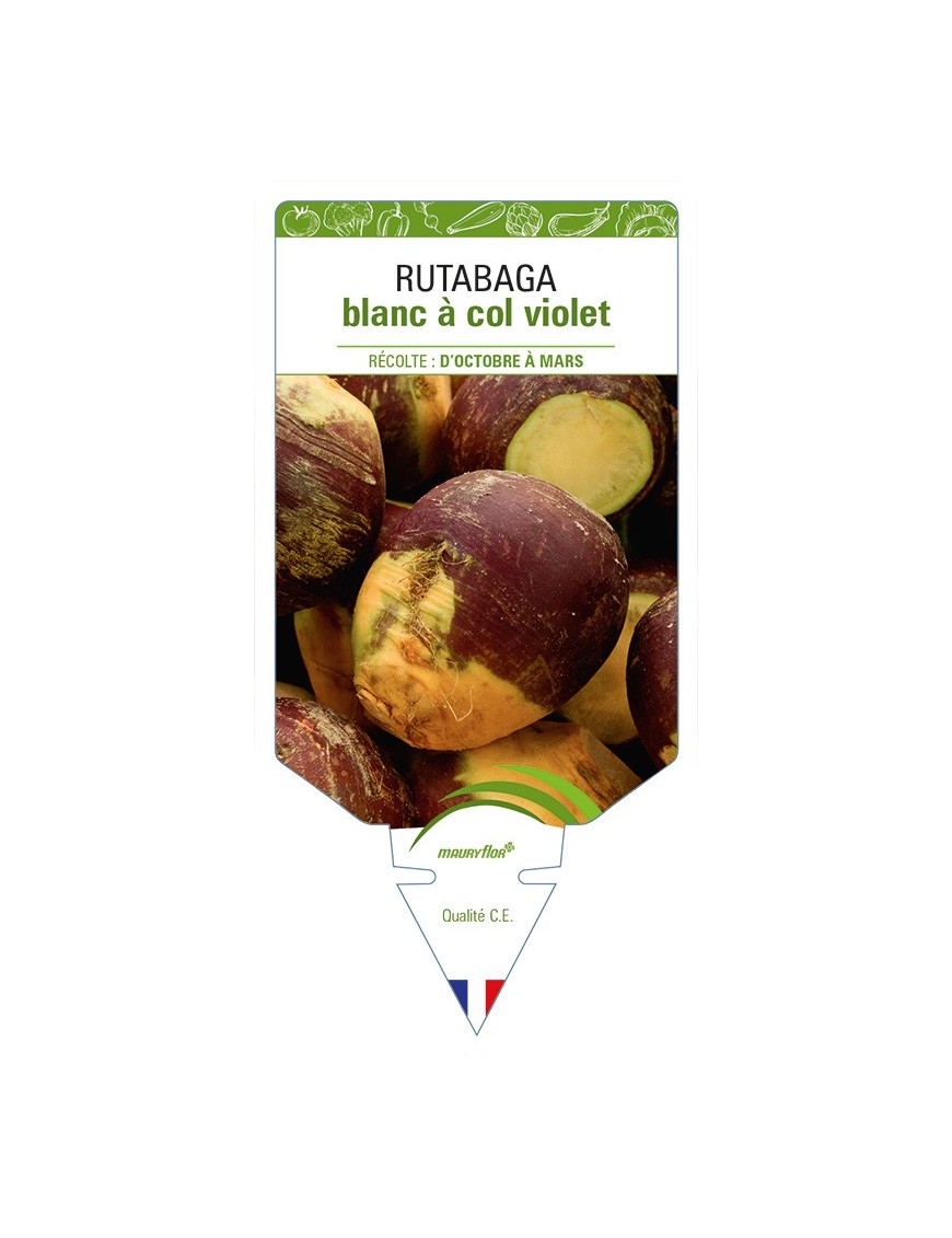 Rutabaga blanc à col violet