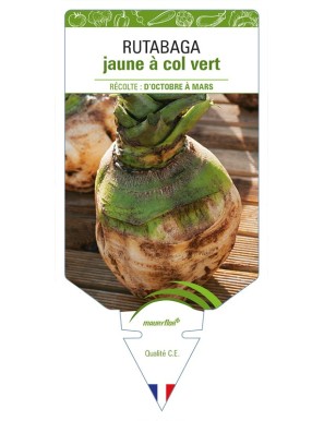 Rutabaga jaune à col vert