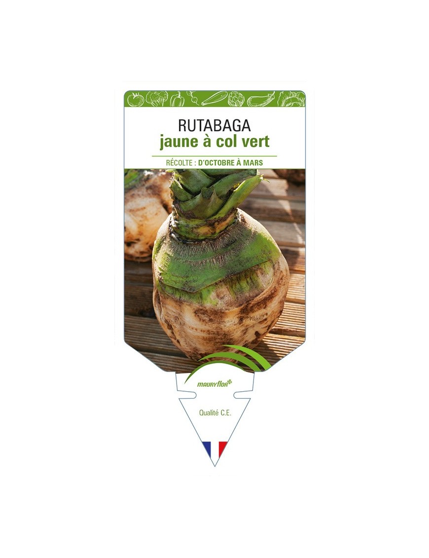 Rutabaga jaune à col vert