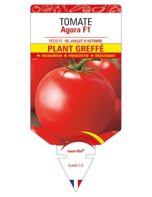 Tomate AGORA F1 Plant greffé