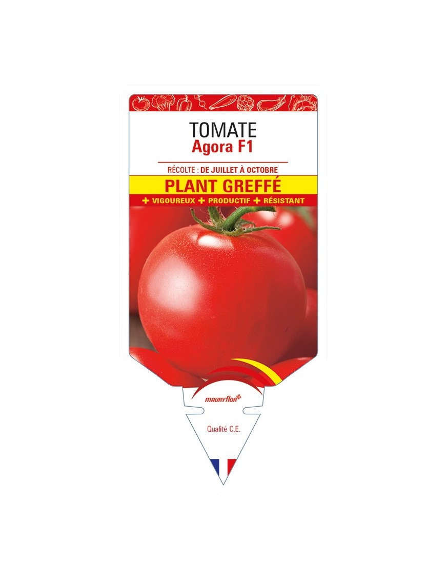 Tomate AGORA F1 Plant greffé