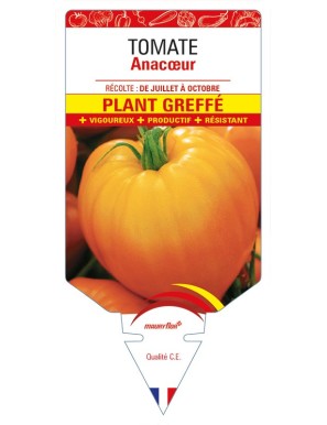 Tomate Anacœur F1 Plant greffé