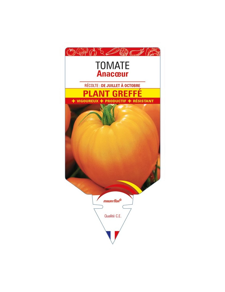 Tomate Anacœur F1 Plant greffé