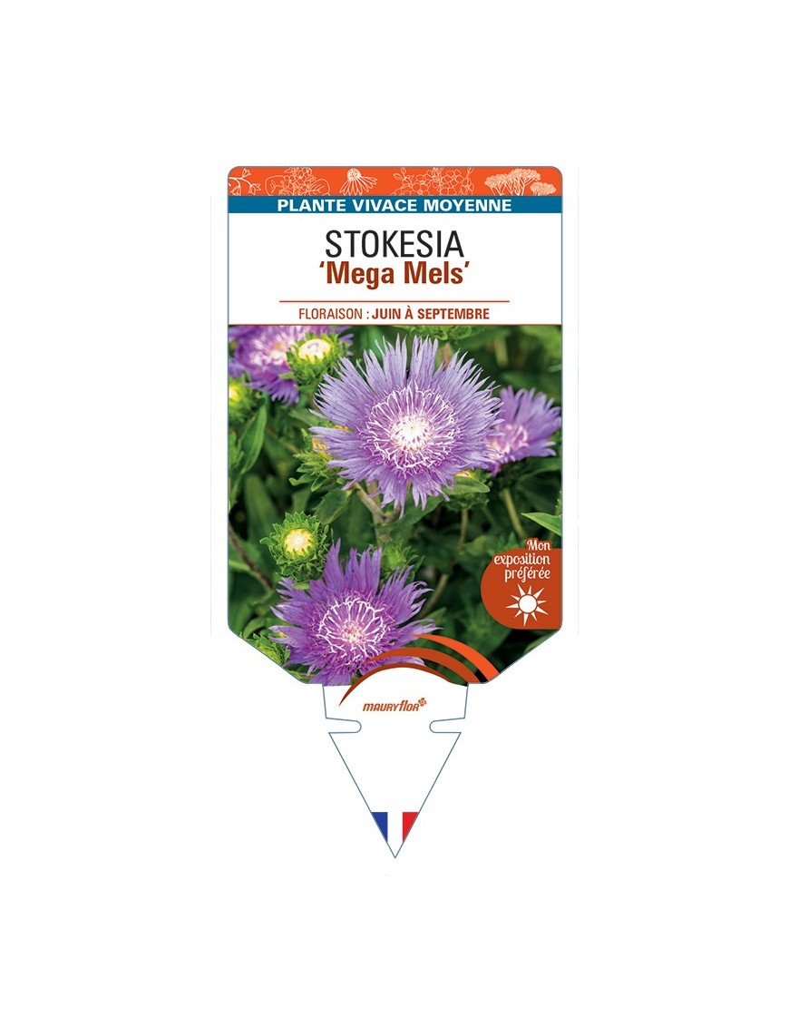 STOKESIA (laevis) Mega Mels