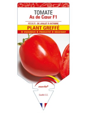 Tomate As de Cœur F1 Plant greffé