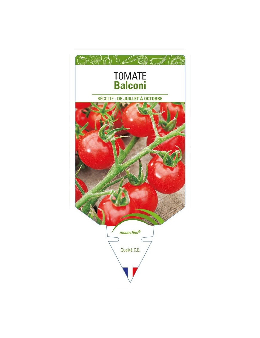 Tomate Balconi