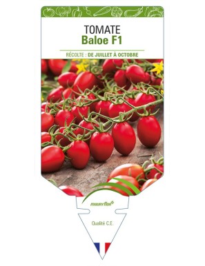 Tomate Baloe F1