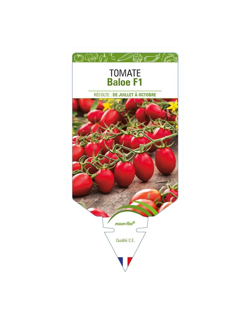 Tomate Baloe F1