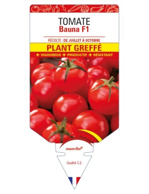 Tomate Bauna F1 Plant greffé