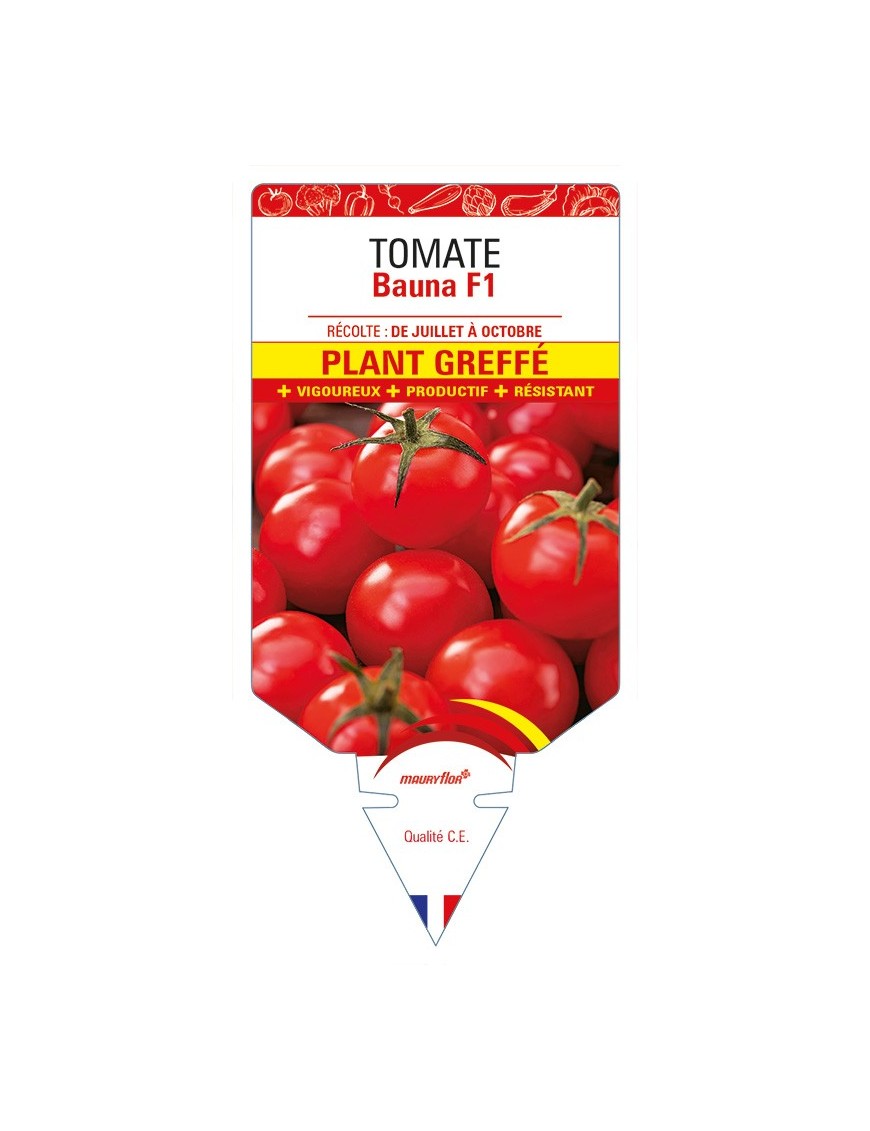 Tomate Bauna F1 Plant greffé