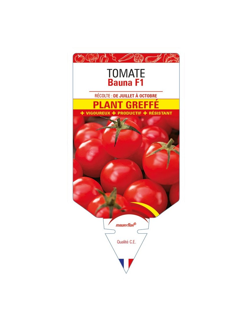 Tomate Bauna F1 Plant greffé