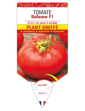 Tomate Bellemar F1 Plant greffé
