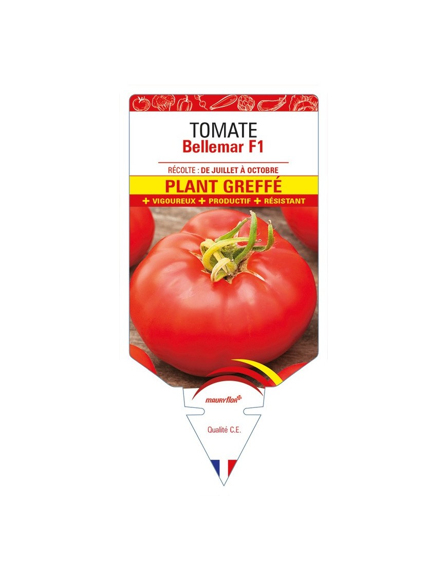 Tomate Bellemar F1 Plant greffé