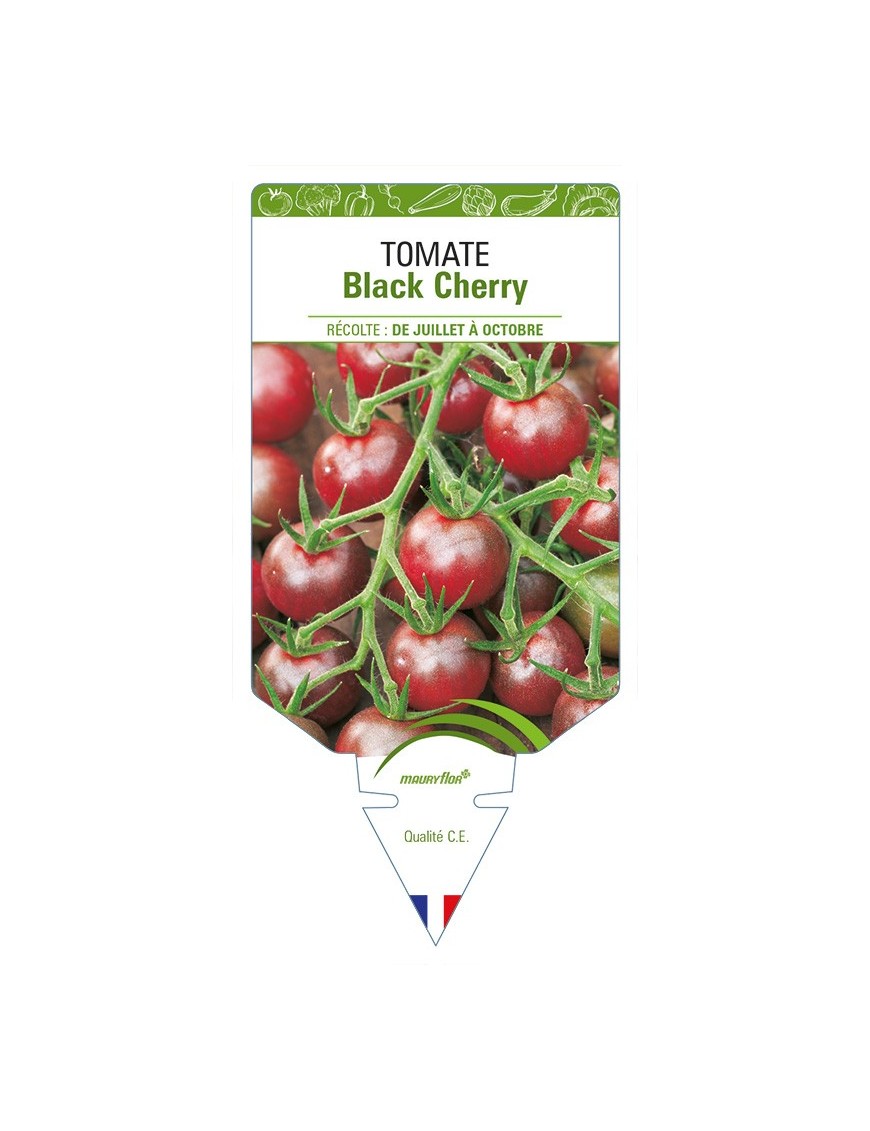 Tomate Black cherry