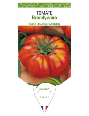 Tomate Brandywine