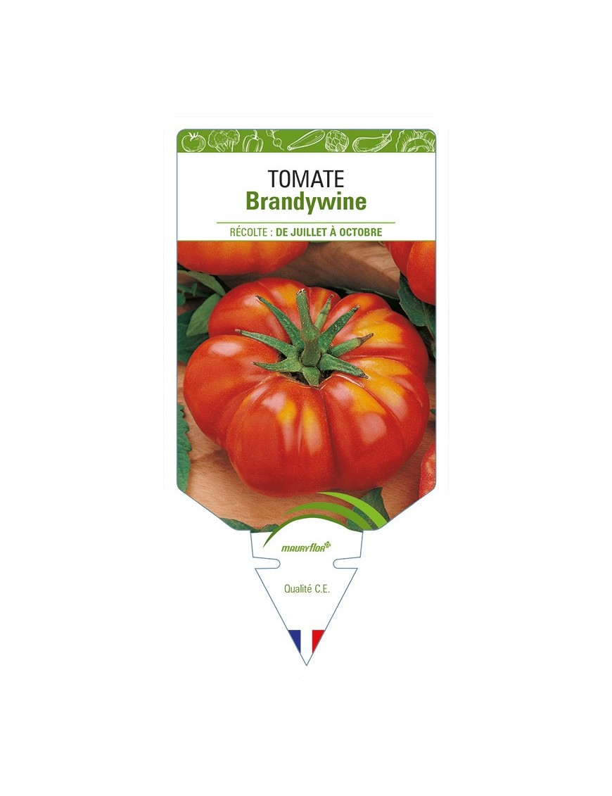 Tomate Brandywine