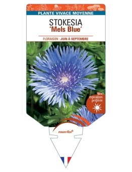 STOKESIA (laevis) Mels Blue