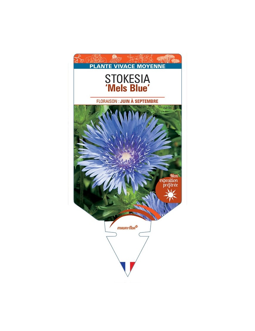 STOKESIA (laevis) Mels Blue