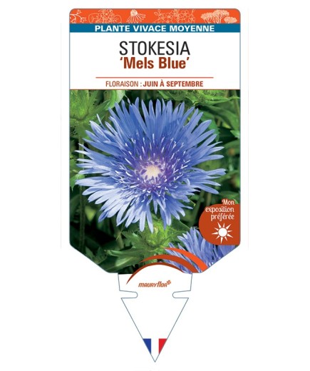 STOKESIA (laevis) Mels Blue