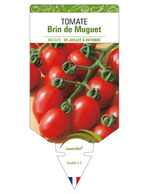 Tomate Brin de Muguet