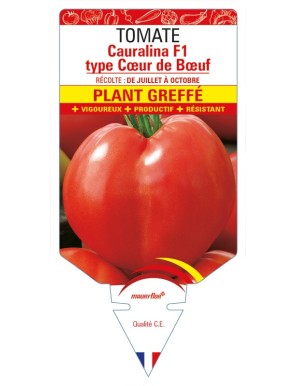 Tomate Cauralina F1 Plant greffé