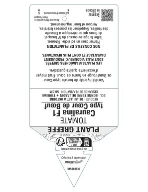 Tomate Cauralina F1 Plant greffé