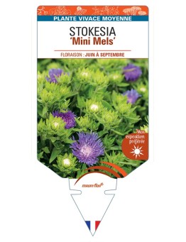 STOKESIA (laevis) Mini Mels
