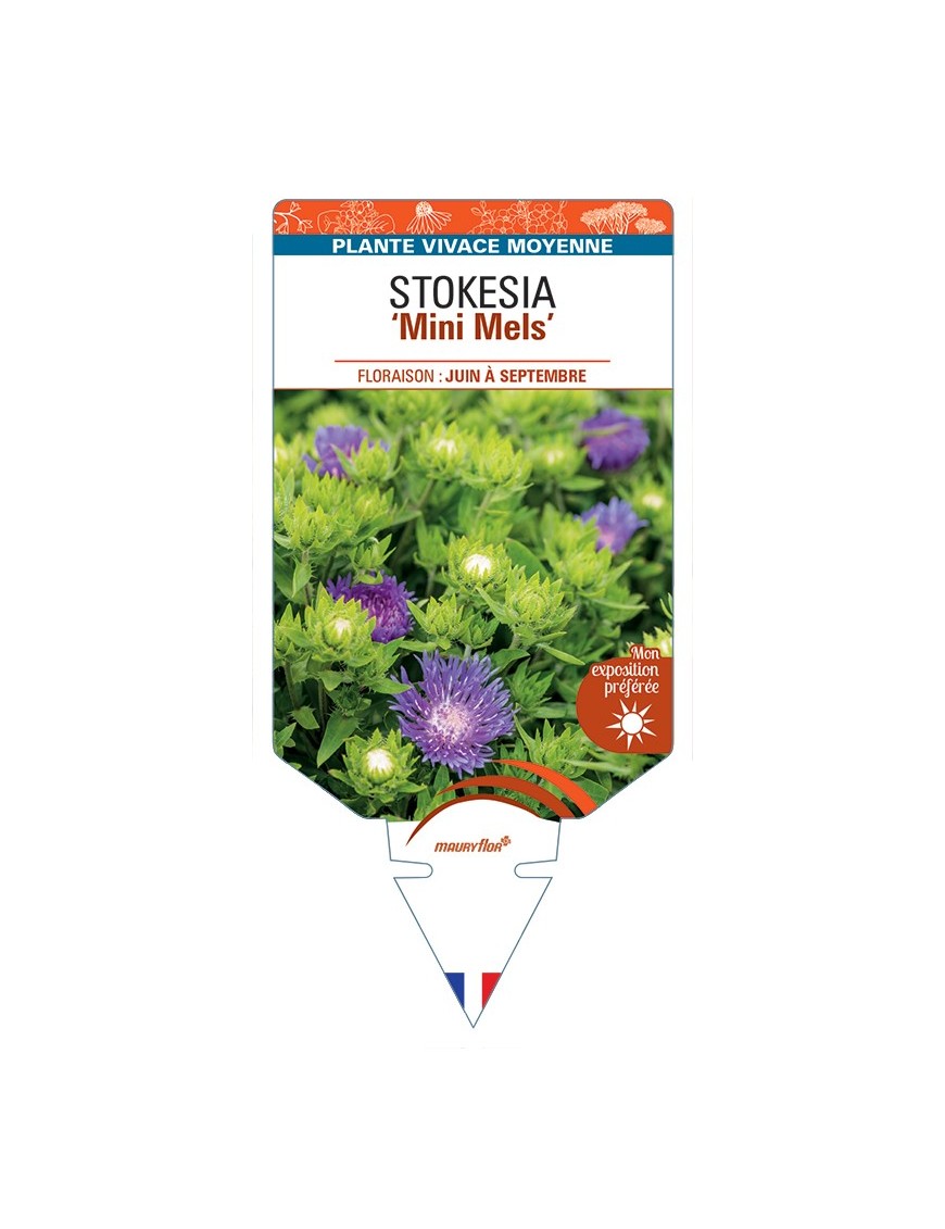 STOKESIA (laevis) Mini Mels