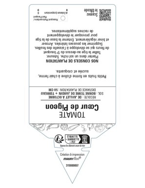 Tomate Cœur de Pigeon