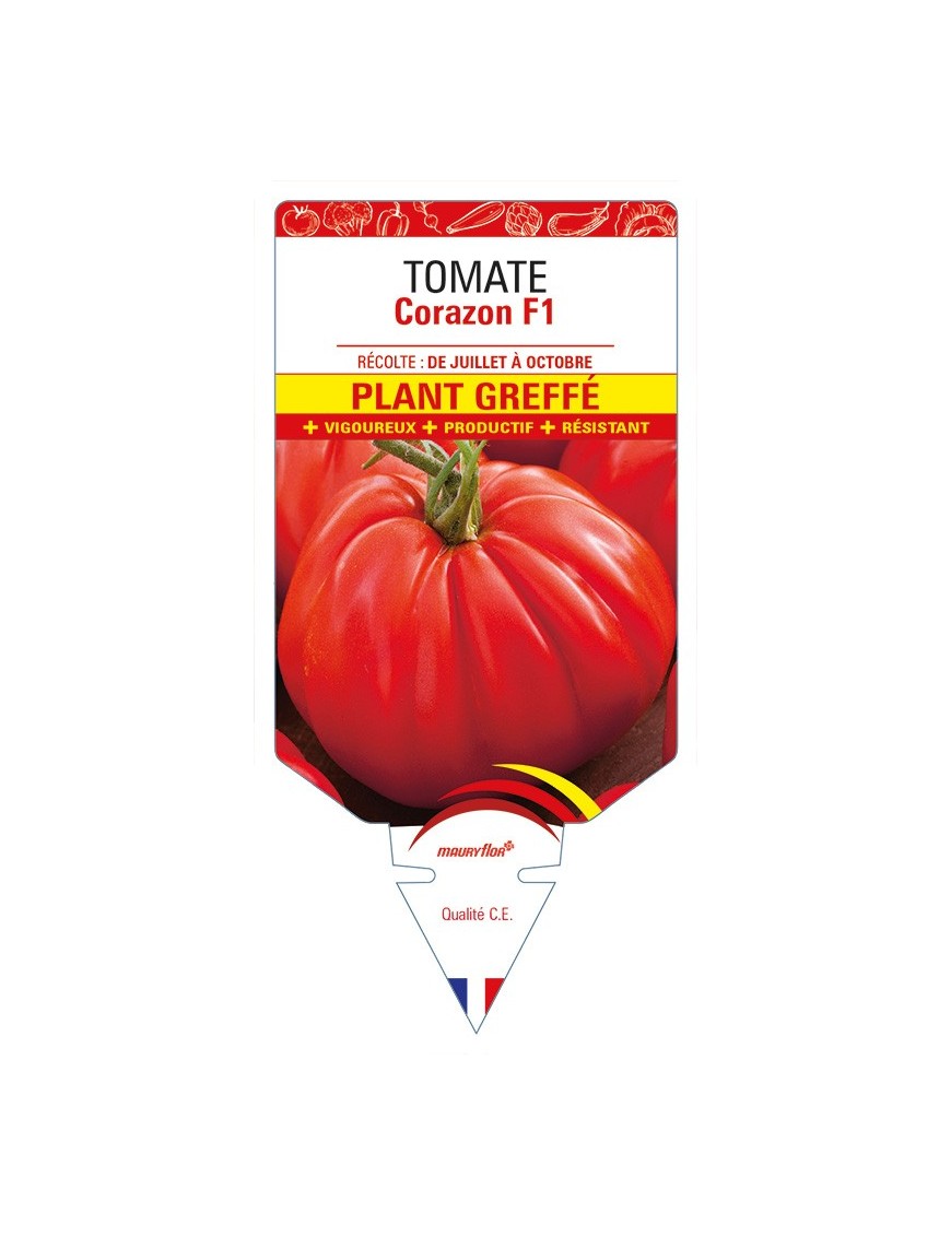 Tomate Corazon F1 Plant greffé