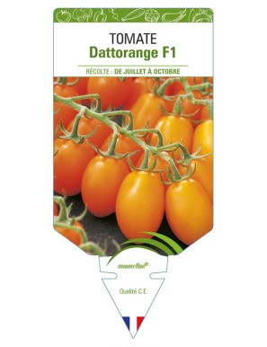 Tomate Dattorange F1